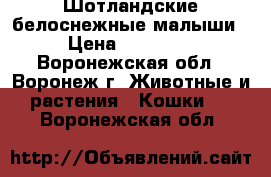 Шотландские белоснежные малыши › Цена ­ 10 000 - Воронежская обл., Воронеж г. Животные и растения » Кошки   . Воронежская обл.